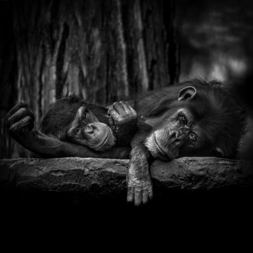 Amor animal / Animal love