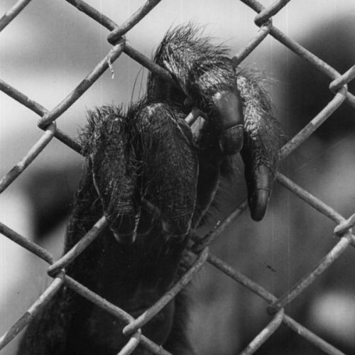 Mano de mono (rollo) / Monkey hand (film)